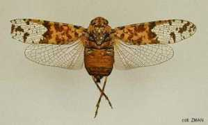 papua-insects.nl Saramel