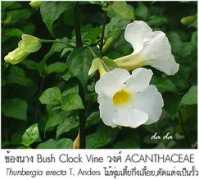 topicstock.pantip.com Sarapad