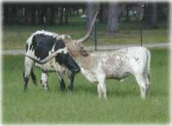 starcreekranch.com Sarasam