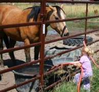 brannanquarterhorses.com Saraye