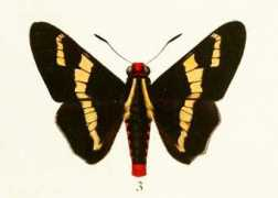 butterfliesofamerica.com Sarbia