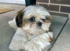gotpetsonline.com Sarbina