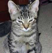 gotcatsonline.com Sarbina