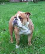 bulldogpedigree.com Sarbina