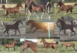 centuryranch.ca Sarbit