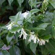 giftaplant.com Sarcon