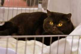britishshorthair.lt Sarella