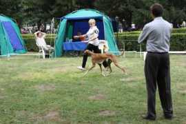 azawakh-azavak.cz Sarely