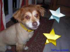 petflog.com Sariitah