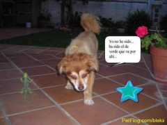 petflog.com Sariitah