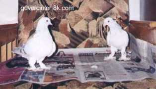 guvercinsitesi.tripod.com Sarikir