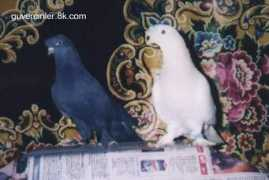 guvercinsitesi.tripod.com Sarikir