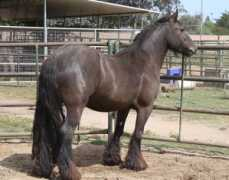 mandaringypsyhorses.com Sarinande