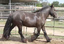 mandaringypsyhorses.com Sarinande
