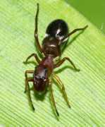 bugguide.net Sarinda