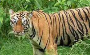 indiawildlifeinfo.com Sariska