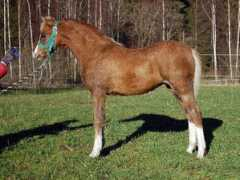 clausholmstud.com Sarken