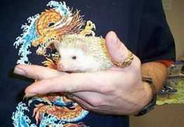 hedgehogvalley.com Sarnataro