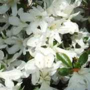 rhododendrons.com Saroi