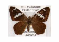 butterfliesofamerica.com Saroma