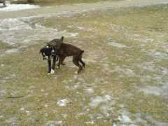 Sarou