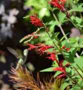 finegardening.com Sarpola