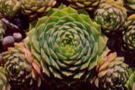 fernwood-nursery.co.uk Sarpun