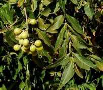biosurvey.ou.edu Sasad