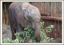 sheldrickwildlifetrust.org Saseni