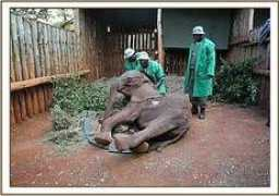 sheldrickwildlifetrust.org Saseni