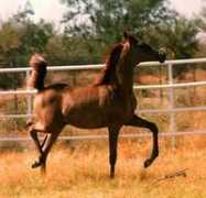 amuratharabians.com Satarh