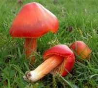 123pilze.de Satling