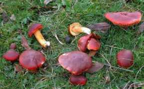 123pilze.de Satling