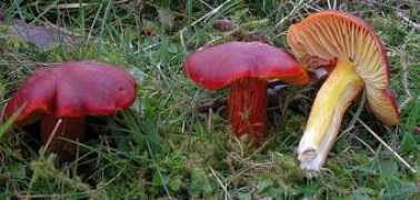 123pilze.de Satling