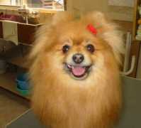 noa-pet.com Satouri