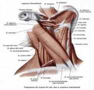 it.paperblog.com Satrian