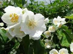 botanic.jp Satsumi