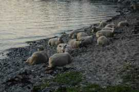 nordlandsfoto.com Sauane