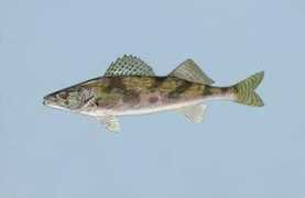 Sauger