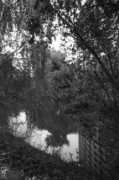 Saule