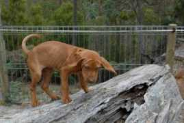 dogwebs.net Saulis