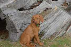 dogwebs.net Saulis