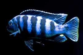 african-cichlid.com Saulosi