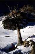Saume