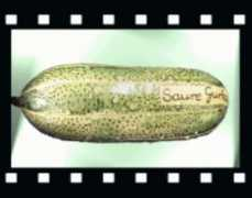 erhard-metz.de Saure