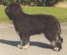 Sauvi