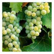 italiancook.ca Sauvignon