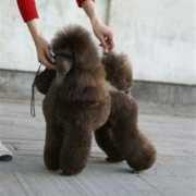 poodles-in-scandinavia.com Savarian