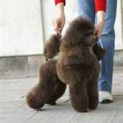 poodles-in-scandinavia.com Savarian