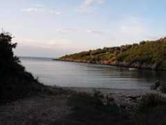 Savia